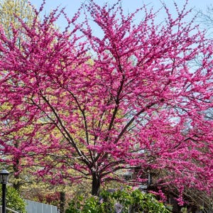 May include: A vibrant tree in full bloom, showcasing a profusion of bright pink flowers against a clear blue sky. The tree's branches are laden with blossoms, creating a dense, colorful canopy. The image captures the beauty of nature.