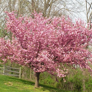 May include: A vibrant pink flowering tree in full bloom. The tree's branches are laden with delicate pink blossoms, creating a dense, rounded canopy. The tree stands on a grassy hill with a wooden fence in the background.