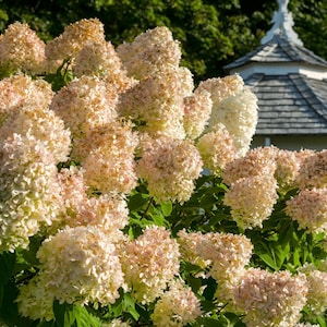 May include: A close-up of a hydrangea bush with large, creamy white and light pink flower clusters. The flowers are in full bloom, with green leaves and a blurred background of a gazebo and trees. The image is well-lit, showcasing the delicate petals.