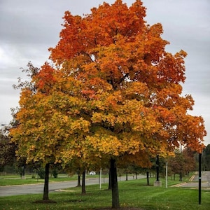 May include: A vibrant tree with a full canopy of autumn leaves in shades of orange, yellow, and green. The tree stands tall against a cloudy sky, with a grassy lawn and a road in the background.
