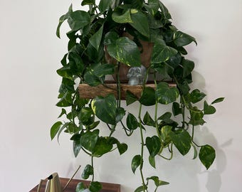 Shelves Crafted from Natural Wood.