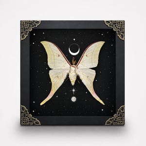May include: A framed display featuring a pale yellow moth with long, pointed wings centered on a black background. The background includes white illustrations of a crescent moon, stars, and a small circle. The black frame has ornate gold corner accents.