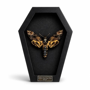 Death Head Moth Coffin Frame | Real Acherontia Atropos| Gothic Insect Display | Handmade Shadow Box | Taxidermy Wall Decor | Oddities Gift
