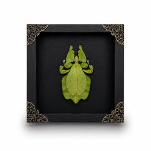 May include: A preserved bright green leaf insect specimen displayed inside a square black wooden frame. The frame features ornate metallic bronze-coloured corner accents. The insect is centred against a solid black background within the frame.