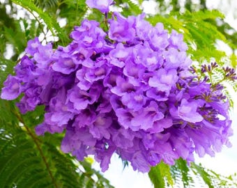 Jacaranda Plant Live for Planting, Blue Purple Jacaranda Plant for Outdoor Garden 8 to 10 Inch Tall in 3 Inch Pot