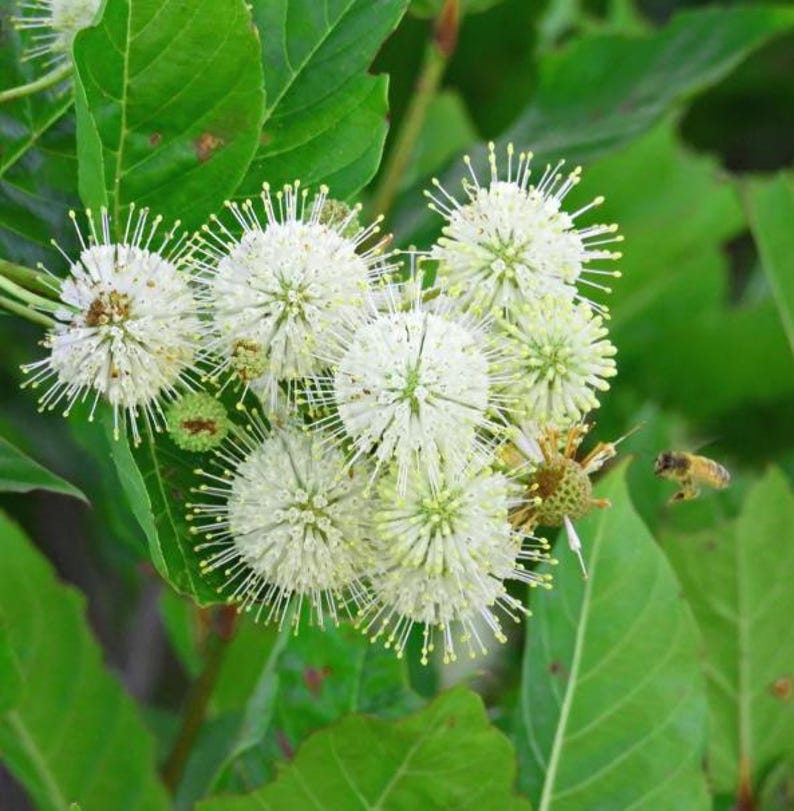 5 Bare Roots Button Bush Tree Seedling for Planting, 1-2ft Tall No ...