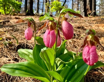 5 Bare Roots Small Pink Lady’s Slipper Bulbs for Planting, Pink Flower Cypripedium Acaule Bulbs for Garden, Small Bulbs but with Nice Buds