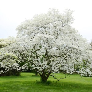 May include: A large tree with a full canopy of white blossoms stands in a green grassy area. The tree's trunk and branches are dark brown, contrasting with the bright white flowers. The scene is set against a soft, overcast sky.