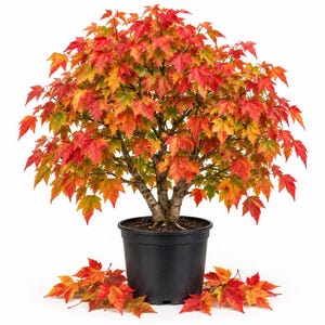 May include: A small maple tree with vibrant red, orange, and yellow autumn leaves planted in a black plastic pot. The tree has a dense, rounded canopy of foliage, and several fallen maple leaves are scattered around the base of the container.