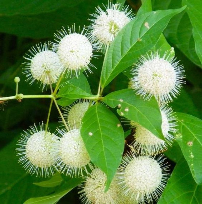 5 Bare Roots Button Bush Tree Seedling for Planting, 1-2ft Tall No ...