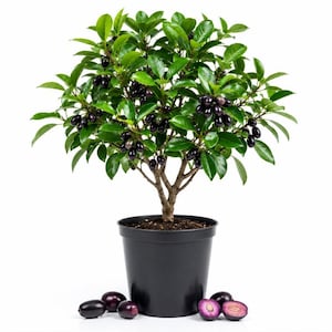 Black Java Plum Plant Live for Planting 4 to 8 Inch Tall, Tropical Fruit Tree Seedling for Home Gardens
