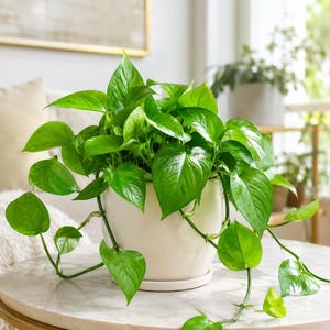 May include: A lush, vibrant green pothos plant with heart-shaped leaves cascading over the sides of a smooth, off-white ceramic pot. The plant features dense foliage with glossy, pointed leaves that spill outward from the center of the container.