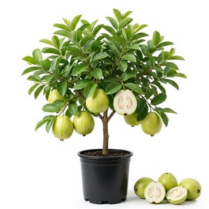 May include: A potted guava tree with a brown trunk and vibrant green leaves, bearing several round, light green fruits. One fruit is sliced in half to reveal a pale, seeded interior. Additional whole and halved guavas rest at the base of the pot.