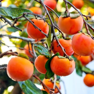 May include: Close-up of a persimmon tree branch laden with ripe, orange fruit. The persimmons are round and smooth, with green calyxes. The branches are brown, and the leaves are green. The background is blurred, suggesting a natural outdoor setting.