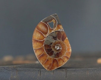 Cabochon di ammonite di qualità gioielliera tagliato a mano nel Regno Unito