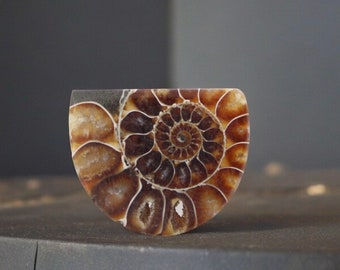 Cabochon di ammonite di qualità gioielliera tagliato a mano nel Regno Unito