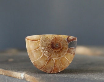 Cabochon di ammonite di qualità gioielliera tagliato a mano nel Regno Unito