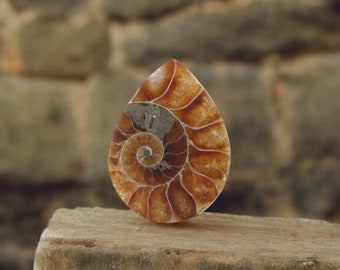 Cabochon di ammonite di qualità gioielliera tagliato a mano nel Regno Unito