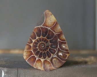 Cabochon di ammonite di qualità gioielliera tagliato a mano nel Regno Unito