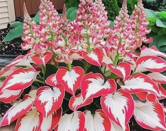 Semillas de hosta perenne para plantar, atrayente de polinizadores para jardines de sombra