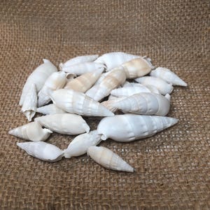 May include: A collection of small, elongated white sea shells with smooth, tapered surfaces and subtle beige banding. These natural shells feature spiral ridges and pointed ends, arranged in a loose cluster with varying sizes and shapes.