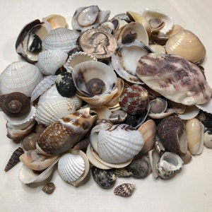 Small Seashell Mix: Craft & Beach Decor (1lb 11oz)