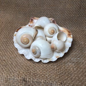 May include: A collection of smooth, white, spiral-shaped sea snail shells resting inside a larger, fan-shaped scallop shell. The snail shells feature tan-colored centers, while the scallop shell has brown, textured edges and a ridged surface.