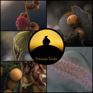 May include: A collage of nature photographs featuring close-ups of plants and a bird silhouette against a yellow background. The images include a pink flower, a hazelnut, and yellow fruit. The text "Fotowizja Tomka" is visible.
