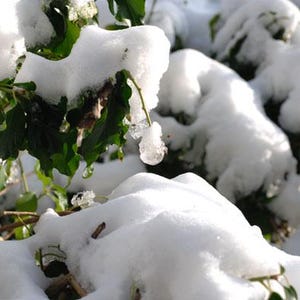 Puede incluir: Primer plano de hojas y ramas verdes cubiertas de nieve. La imagen captura una escena invernal con nieve blanca fresca cubriendo el follaje. Carámbanos cuelgan de las ramas, añadiendo un toque de brillo al entorno natural.