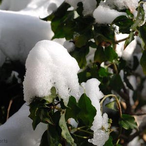 Puede incluir: Primer plano de hojas verdes cubiertas de nieve blanca y fresca. La imagen captura el contraste entre el follaje verde vibrante y la nieve blanca prístina, creando una serena escena invernal. Las ramas son visibles.