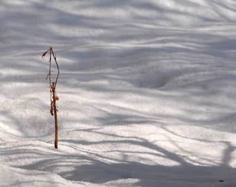 Stare la neve - foto originale Artcard di Mario Strack