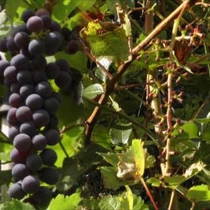 Mario Strack - "Wine before and after"