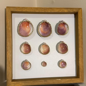 Caja de sombras con forma de concha rosa, bonita