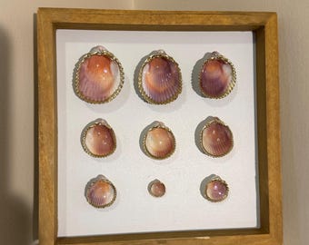 Pretty Shell Shadow Box in rosa