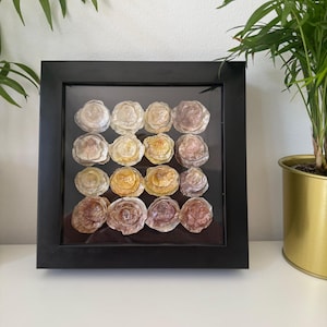 May include: A framed display featuring sixteen seashells arranged in a grid pattern. The shells vary in color, with shades of cream, yellow, and brown. The black frame adds a modern touch to the natural elements, creating a unique wall art piece.