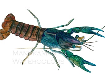 Crayfish Watercolor study 3 (signed print by Damon Crook) sized for 11 x 14 frame.