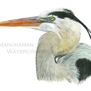 Blue Heron Watercolor by Damon Crook (Print sized for 11 x 14 matt)