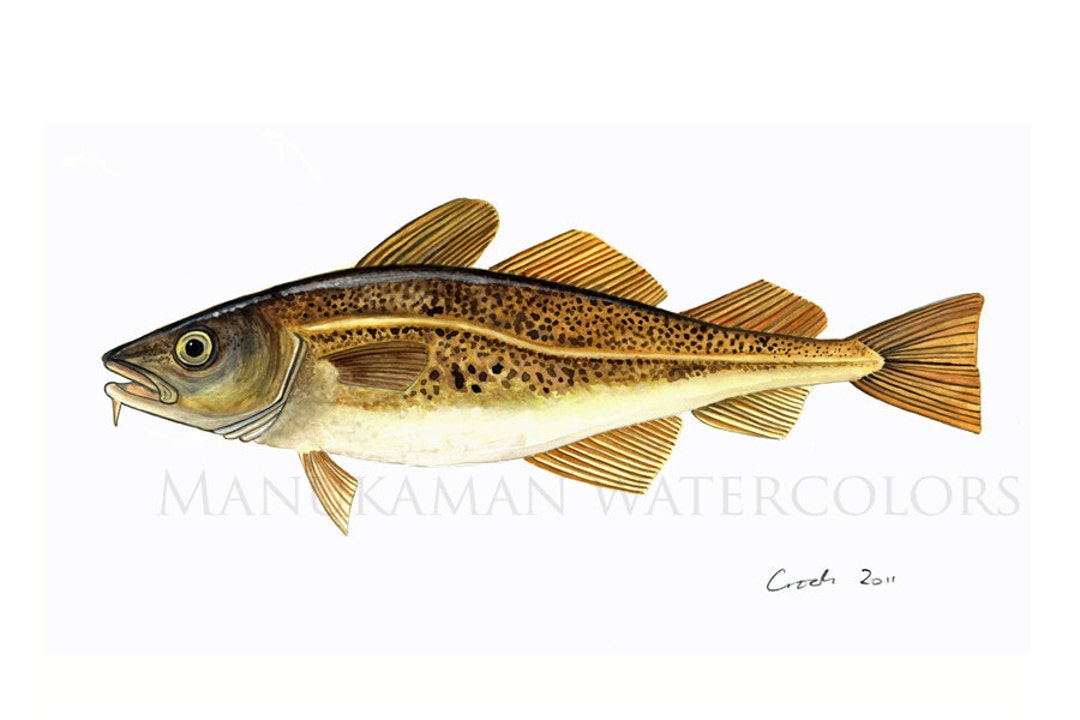 Atlantic Cod Watercolor (print) by Damon Crook (11 X 14) - Etsy