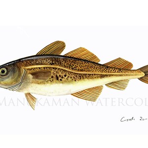 Puede incluir: Pintura acuarela de un bacalao con un cuerpo marrón claro, manchas marrones oscuras y aletas amarillas. El pez nada hacia la derecha. La pintura está firmada "Croeb 2011" en la esquina inferior derecha.