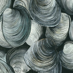 May include: A close-up of a group of clam shells, with a variety of shades of gray and white. The shells are arranged in a random pattern, creating a textured and organic look.