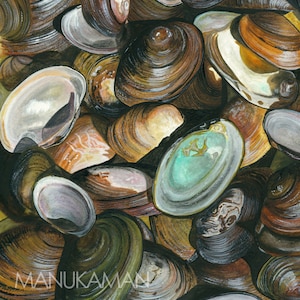 Cape Cod Kettle Pond Freshwater Mussel shells (Print of a watercolor by Damon Crook sized for 11 x 14 matted frame)