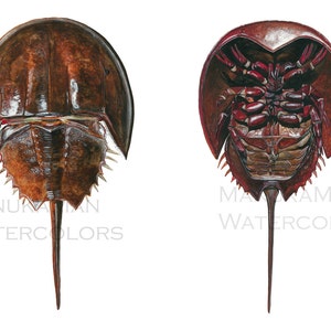 May include: Two watercolor paintings of a horseshoe crab, one showing the top of the crab and the other showing the underside. The top view is brown and the underside is red.