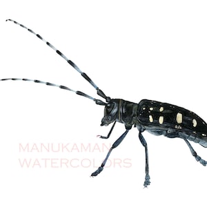 Asian Longhorn Beetle (print of a watercolor by Damon Crook, sized for 11 x 14 frame)