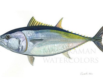 Bluefin Tuna Watercolor (print) by Damon Crook (11 x 14)