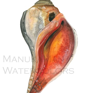 May include: A watercolor painting of a seashell with a red, orange, and yellow interior and a gray and brown exterior.
