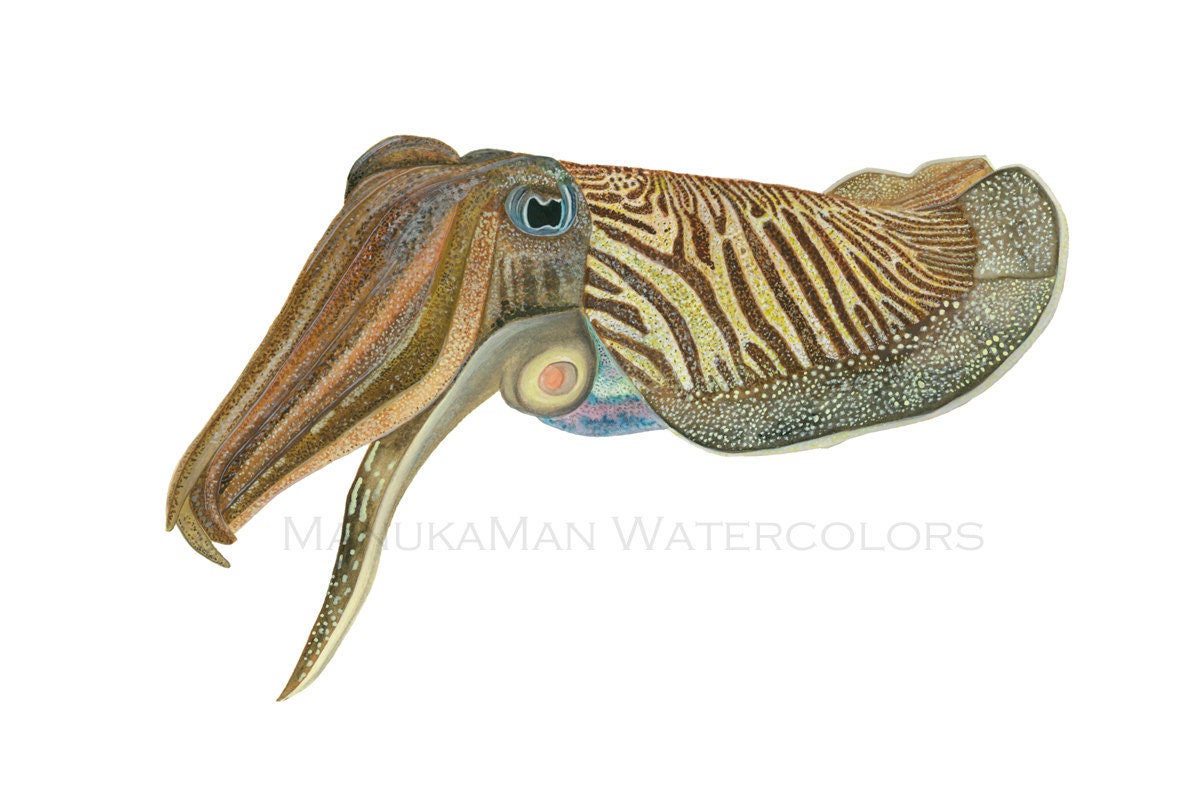 Cuttlefish Watercolor Print by Damon Crook (fitted for 11 X 14 Inch ...