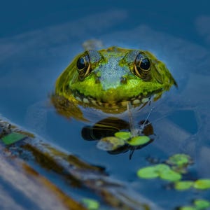 May include: A close-up shot of a green frog with large eyes, partially submerged in blue water. The frog's skin has a textured appearance, and it is surrounded by aquatic plants and a wooden log.