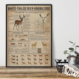 Könnte beinhalten: Ein gerahmtes Poster mit dem Titel "WHITE-TAILED DEER KNOWLEDGE" mit Illustrationen und Text über die Anatomie des Hirsches, Informationen und interessante Fakten. Das Poster enthält Diagramme von Hirschen und Vergleiche.