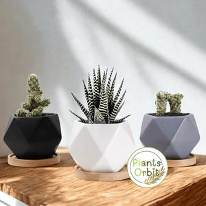May include: Three small potted plants on a wooden surface. The pots are geometric shapes in black, white, and gray. The plants include a cactus and a zebra plant. Each pot sits on a small, round wooden saucer. The Plants Orbit logo is visible.
