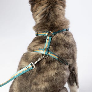 May include: A teal dog harness with a colorful geometric pattern in orange and yellow. The harness is attached to a matching leash with a silver metal clasp. The dog's fur is a mix of brown and gray.